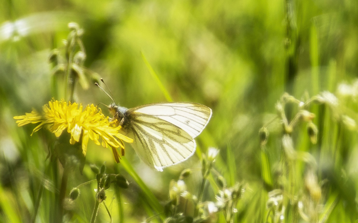 zbliżenie na motyla